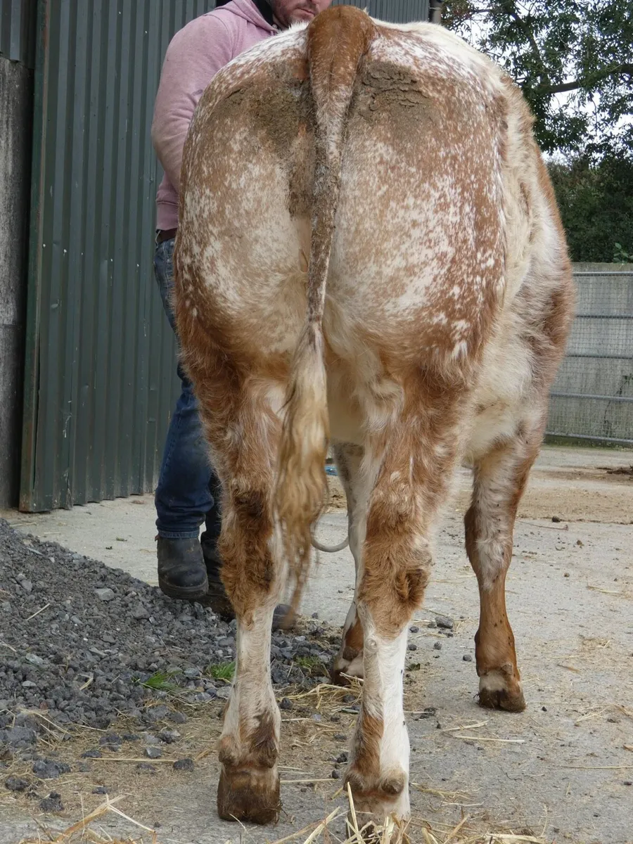 2 Roan Heifers - Image 2
