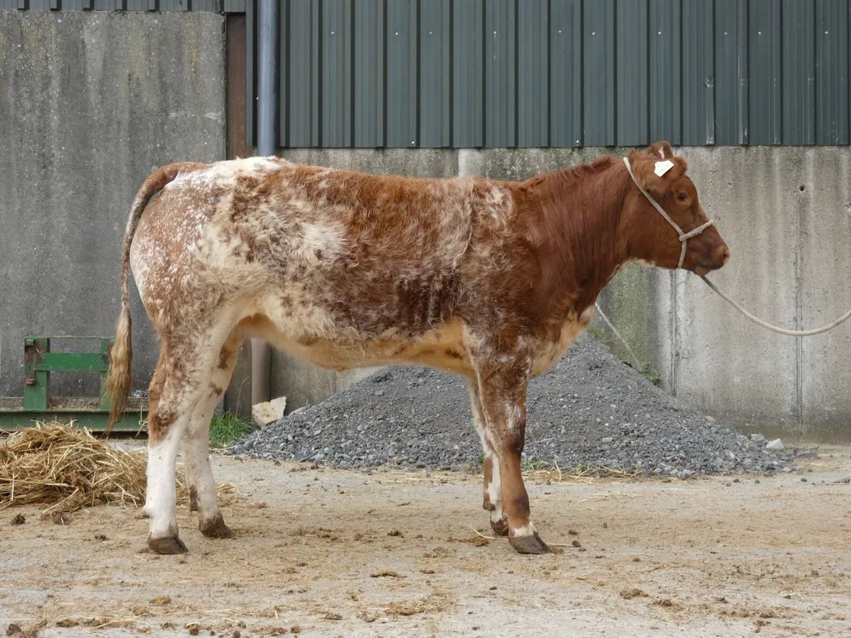 2 Roan Heifers - Image 3