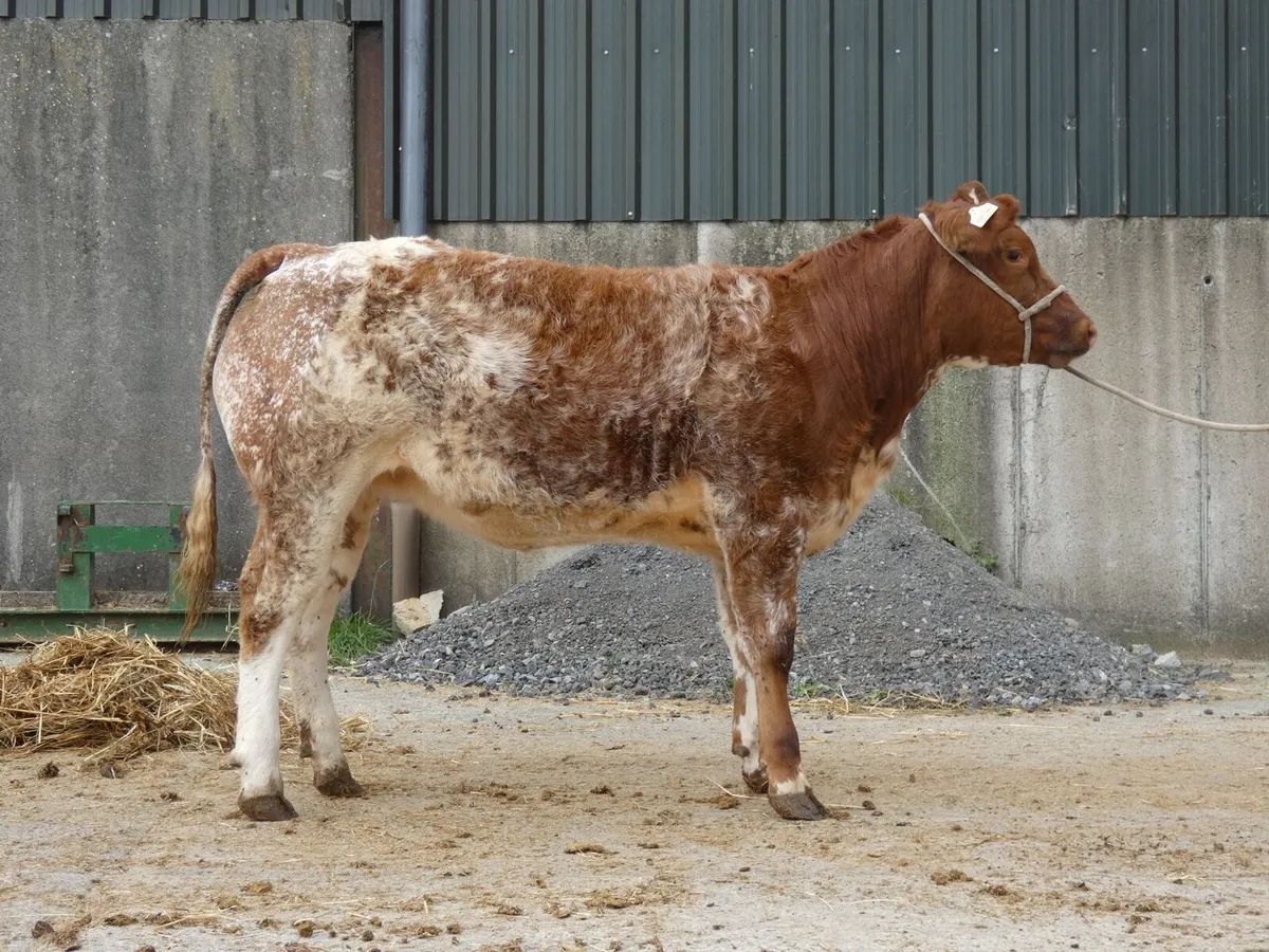 2 Roan Heifers - Image 4