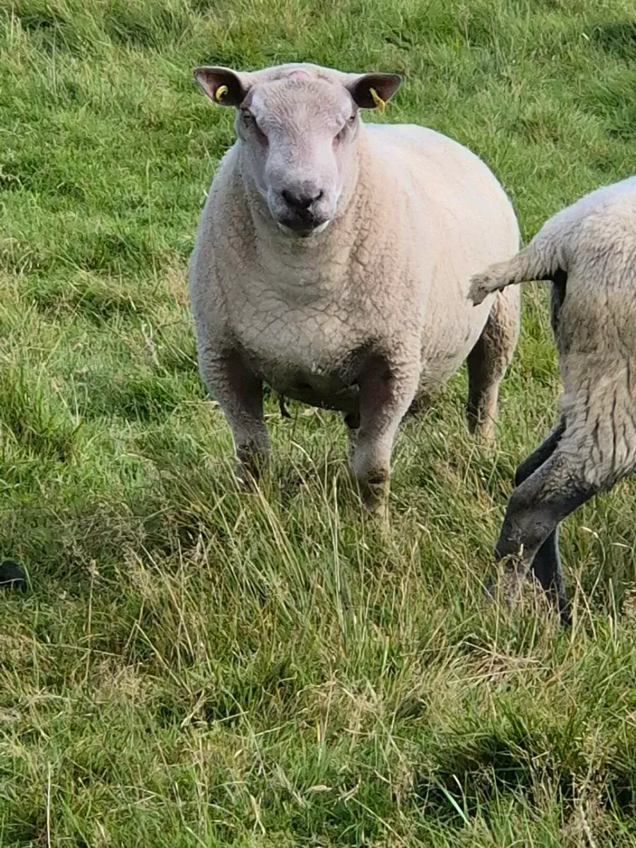 PBNR Charlollais Ram - Image 2