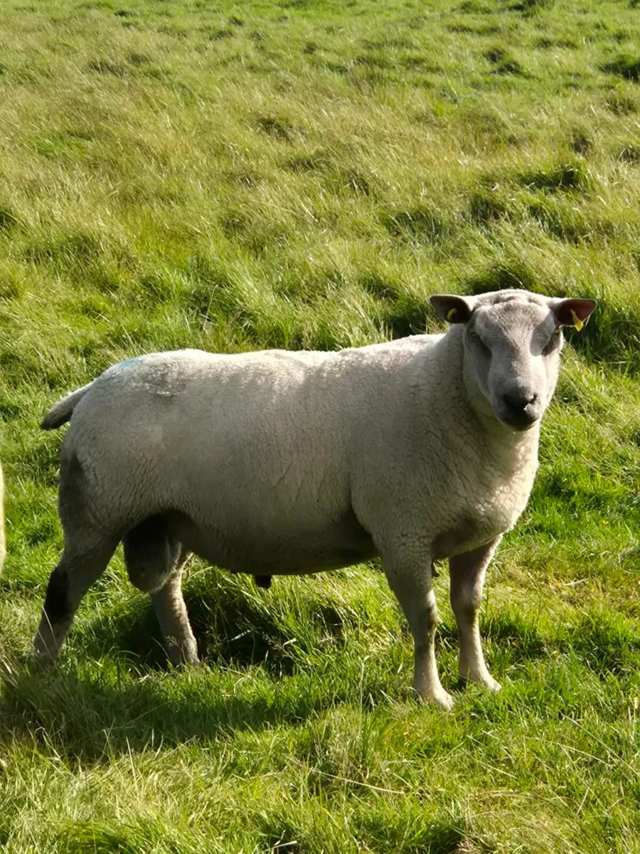 PBNR Charlollais Ram - Image 1