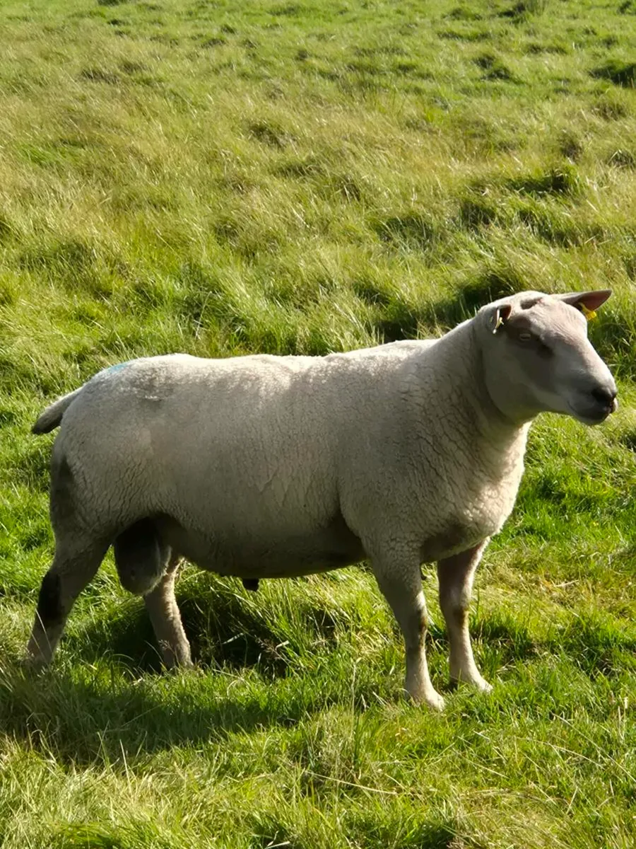 PBNR Charlollais Ram - Image 3