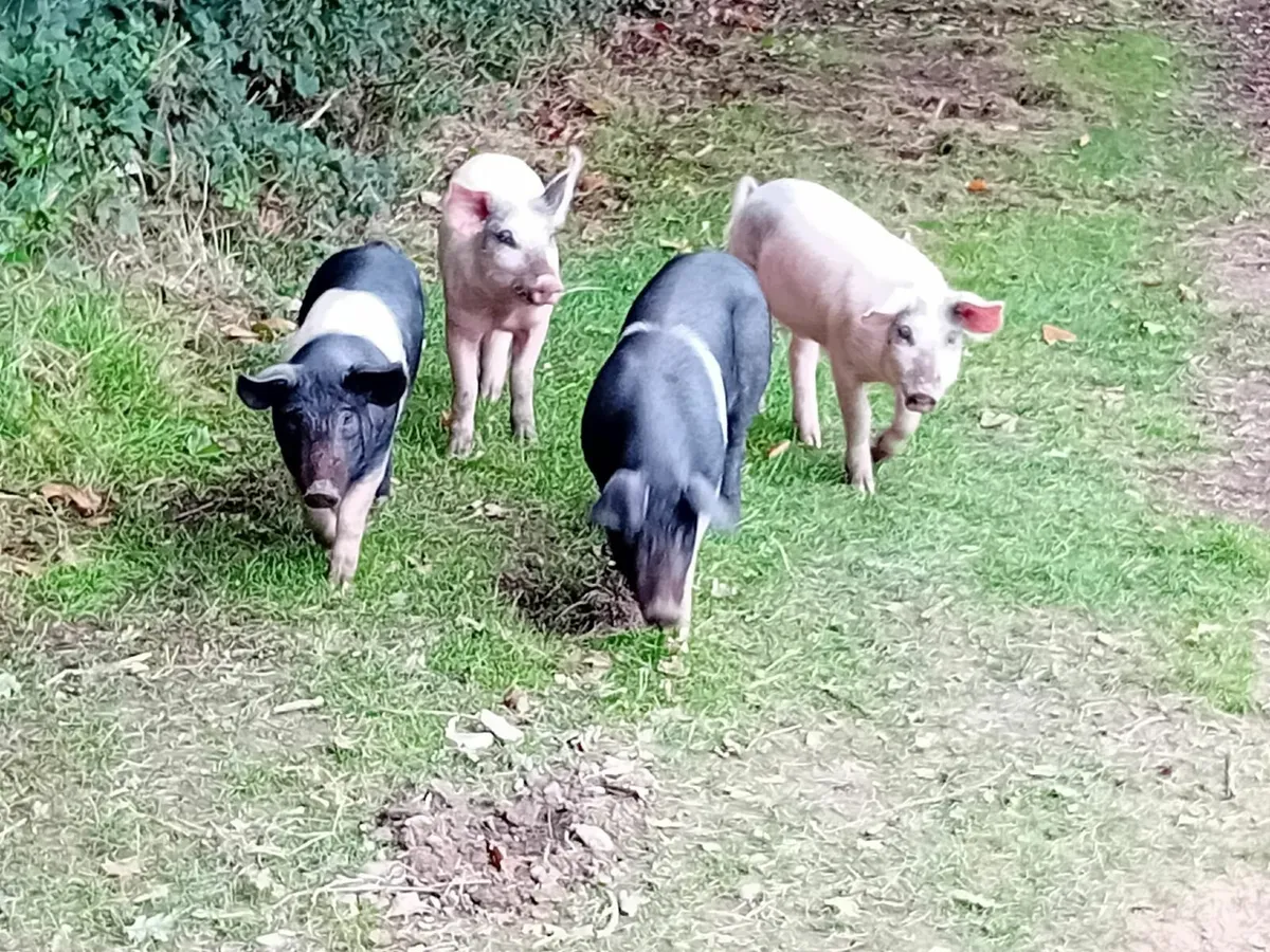 pigs - Image 1
