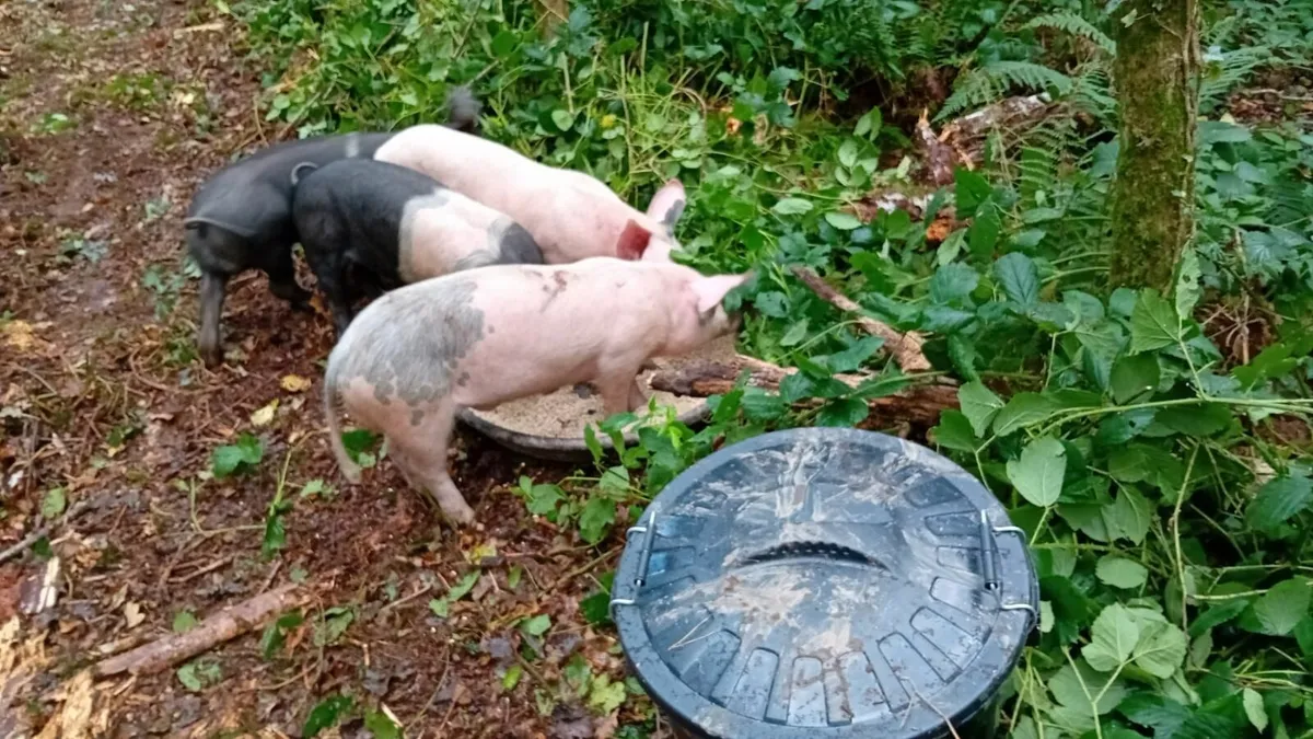 pigs - Image 2