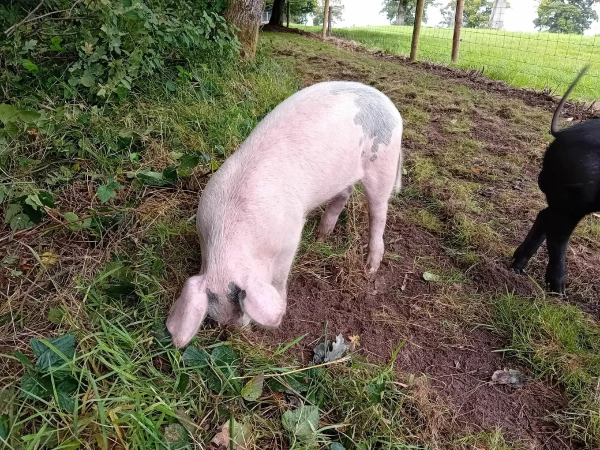 pigs - Image 3