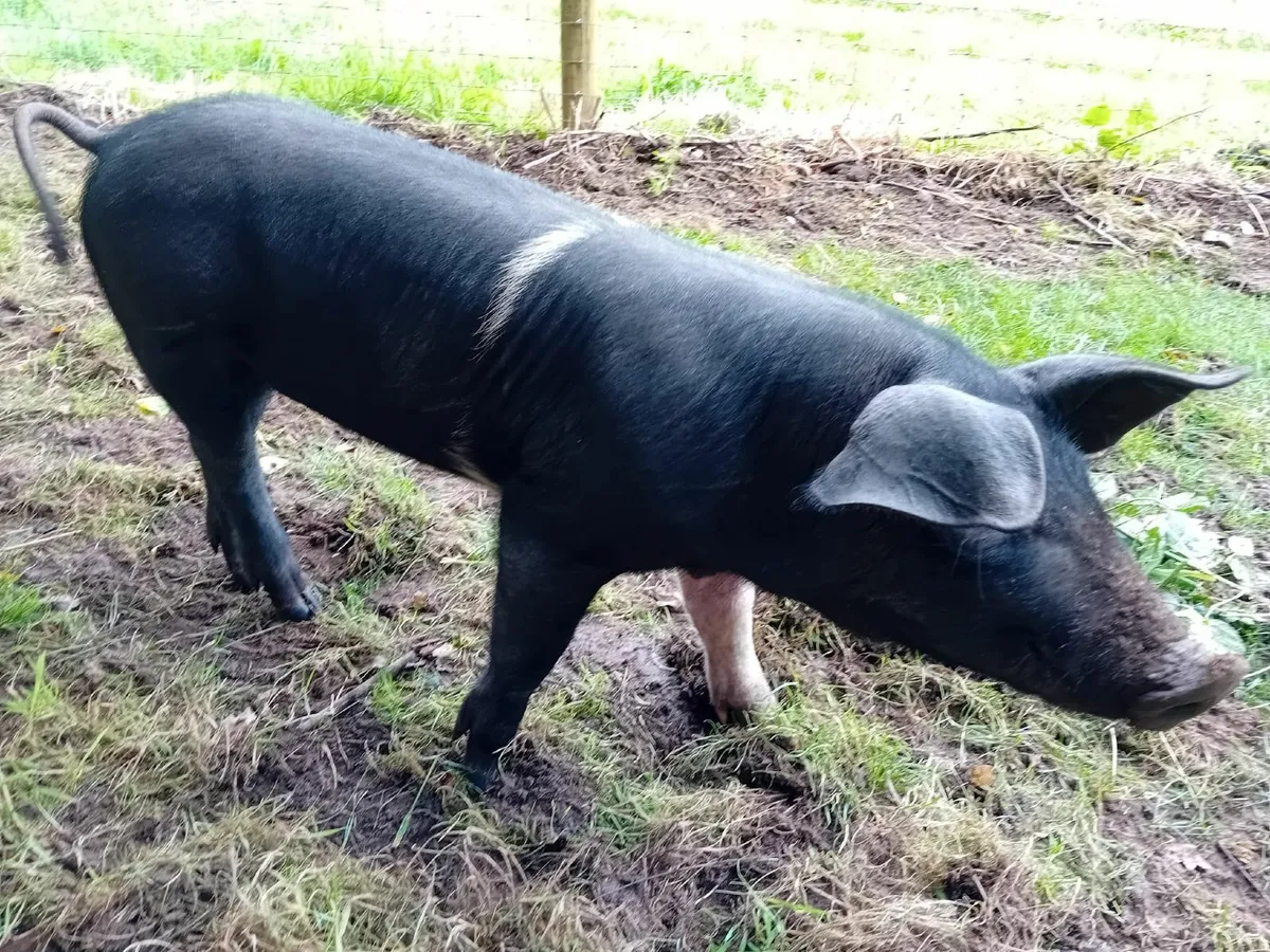 pigs - Image 4