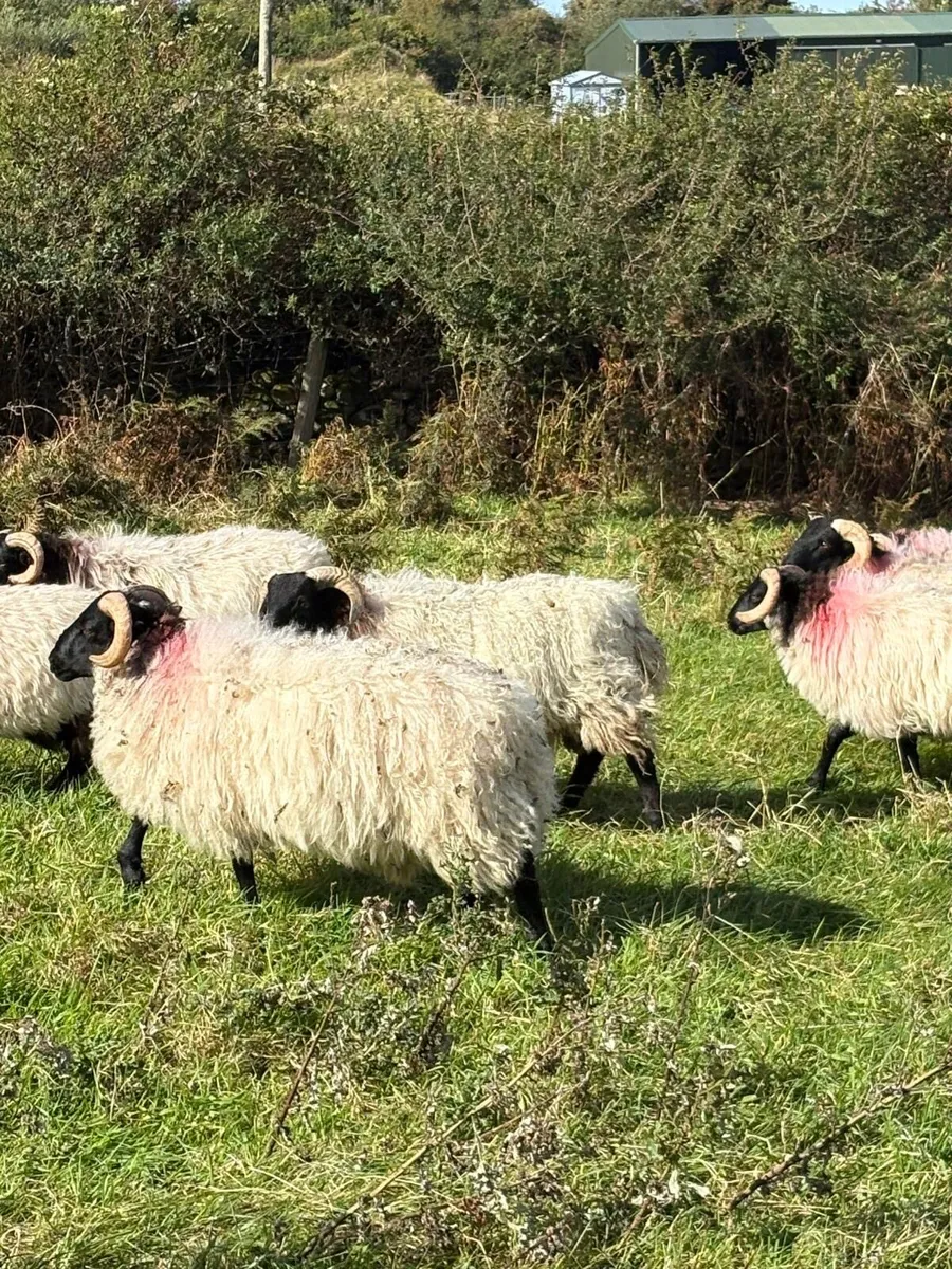 Store lambs - Image 1