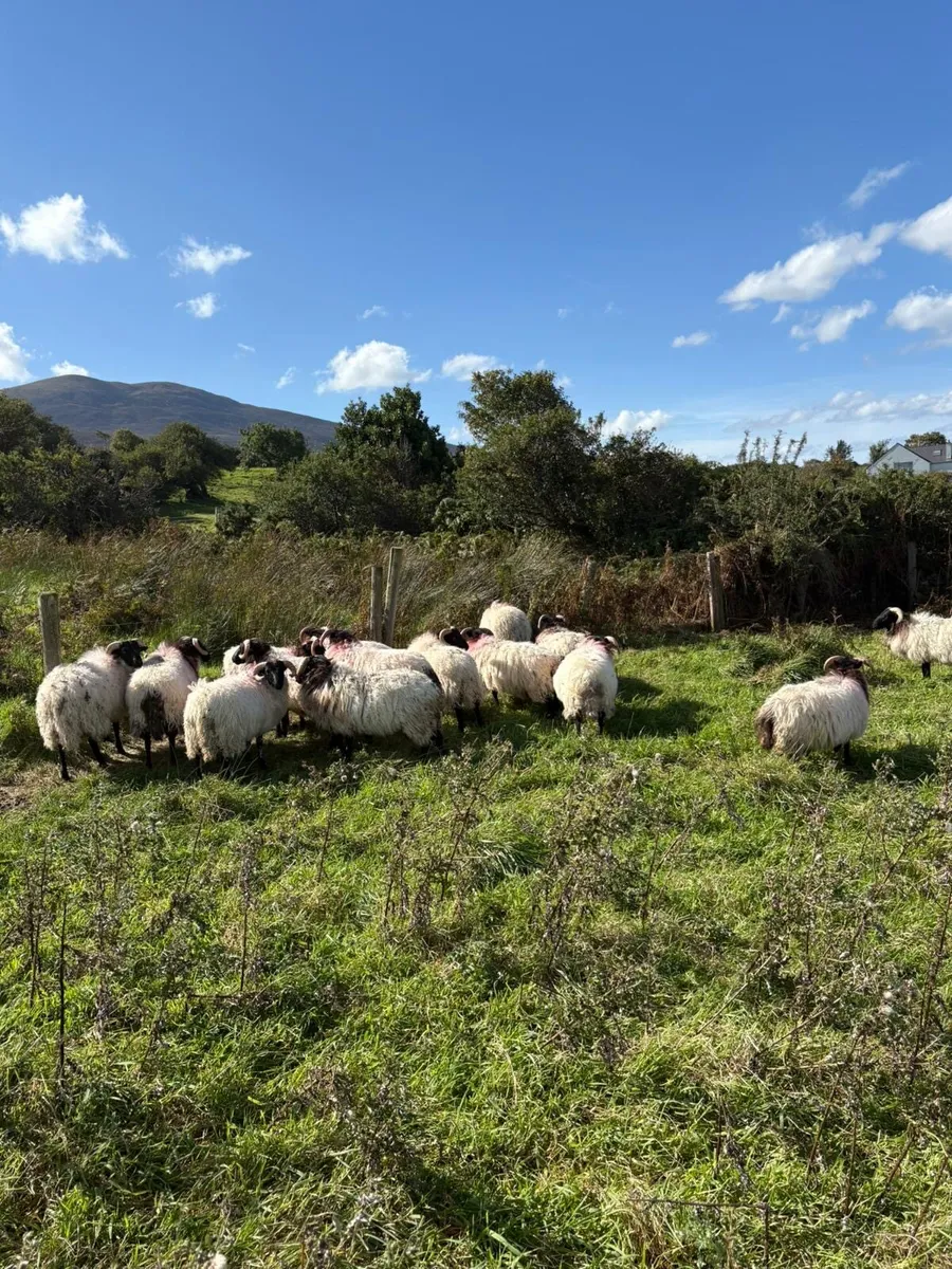 Store lambs - Image 2