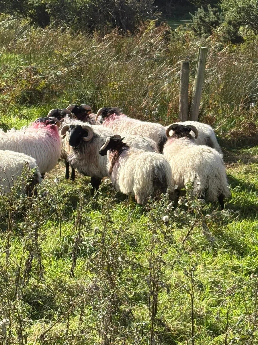 Store lambs - Image 3