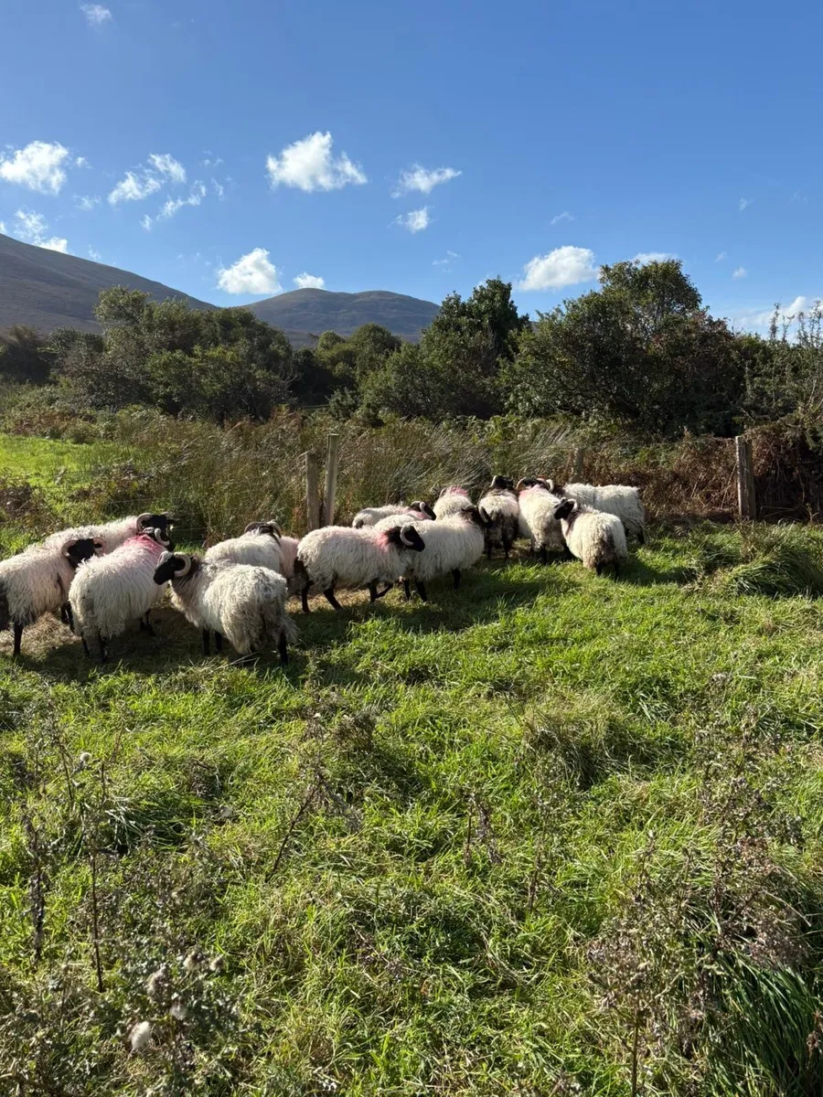 Store lambs - Image 4
