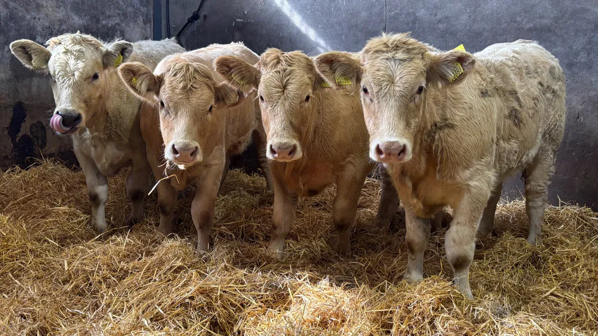 ⭐️ 4 Charolais Heifer Wealings ⭐️ - Image 1