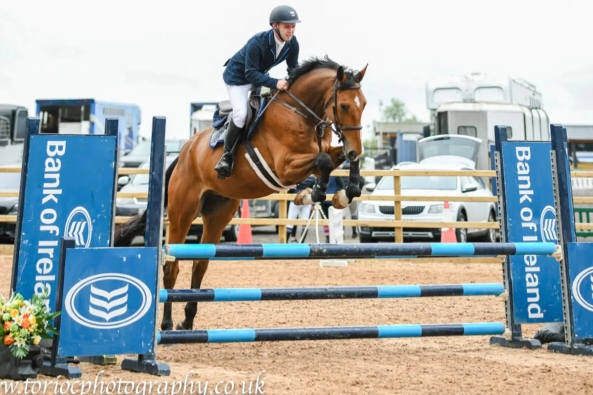 2020 Bay Gelding by Carrick Quidam De Revel - Image 1