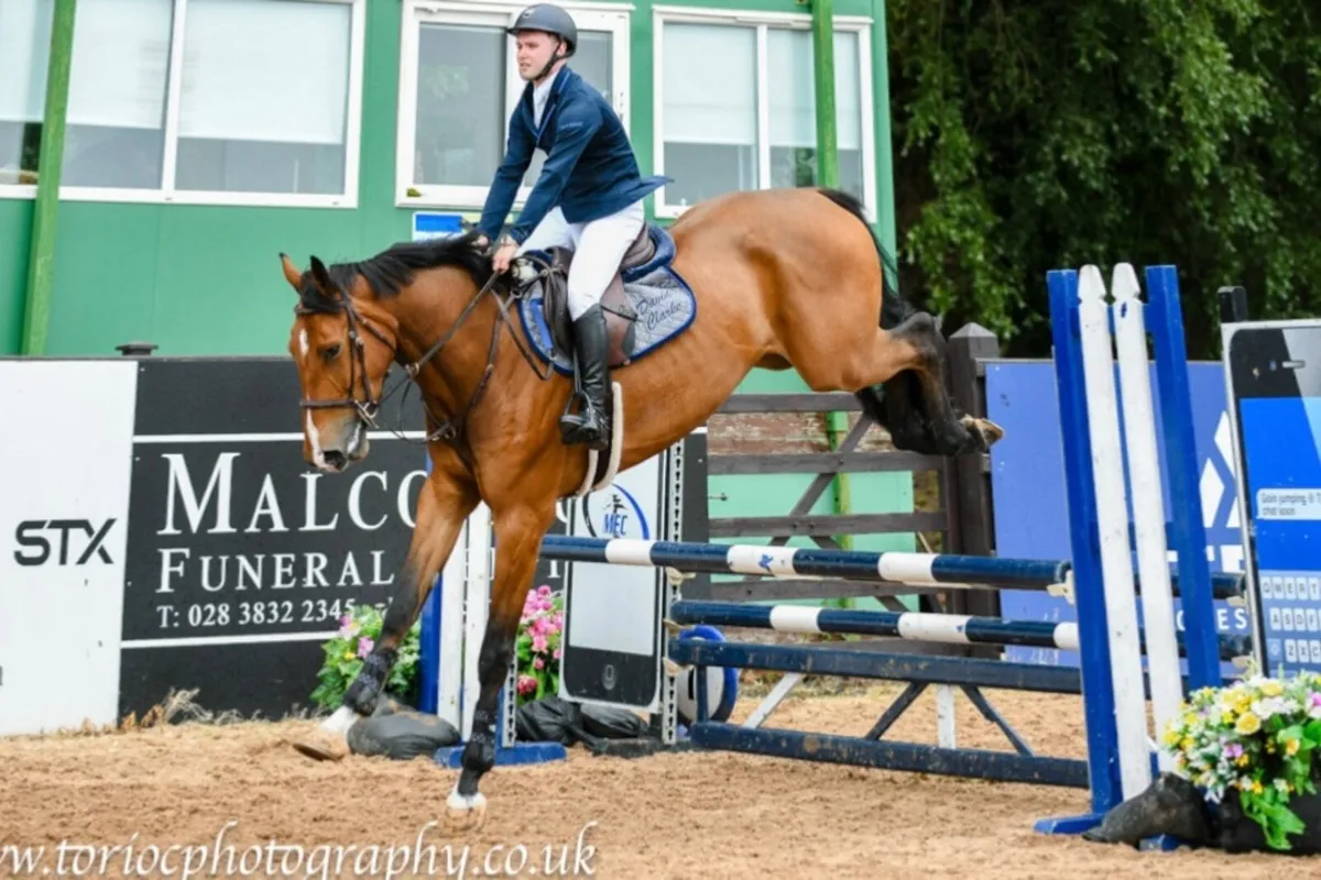 2020 Bay Gelding by Carrick Quidam De Revel - Image 2