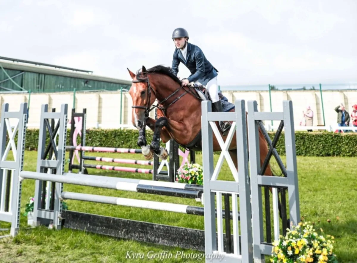 2020 Bay Gelding by Carrick Quidam De Revel - Image 4