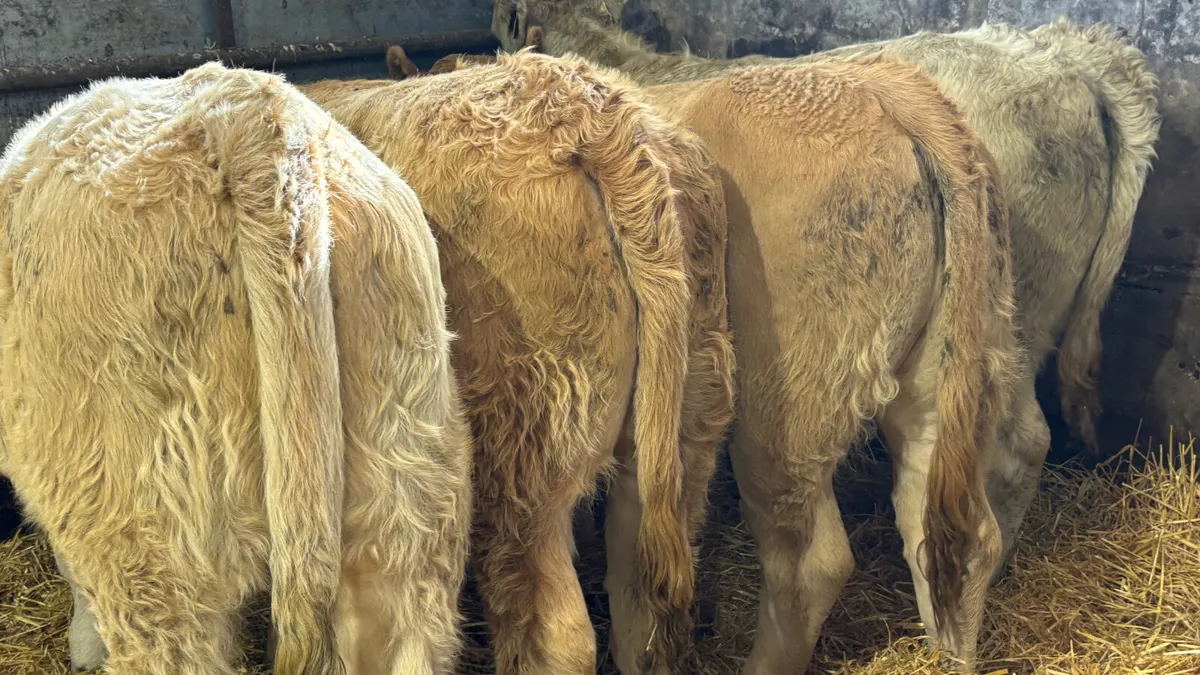 ⭐️ 4 Charolais Heifer Wealings ⭐️ - Image 4