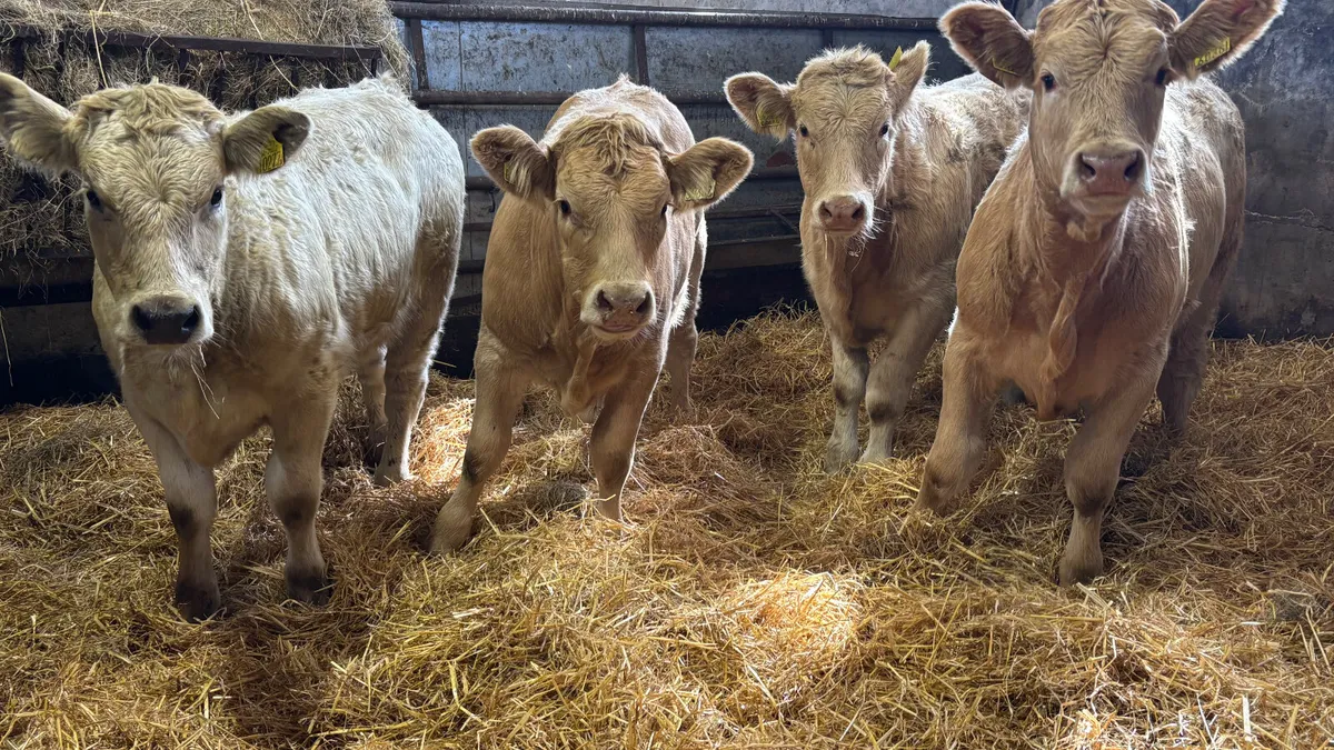 ⭐️ 4 Charolais Heifer Wealings ⭐️ - Image 3