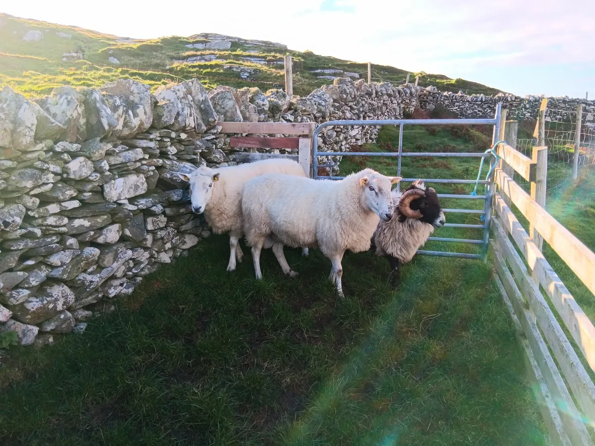 Sheep - Image 1