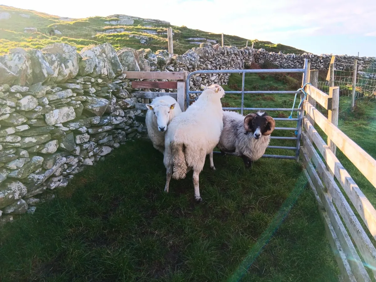 Sheep - Image 2