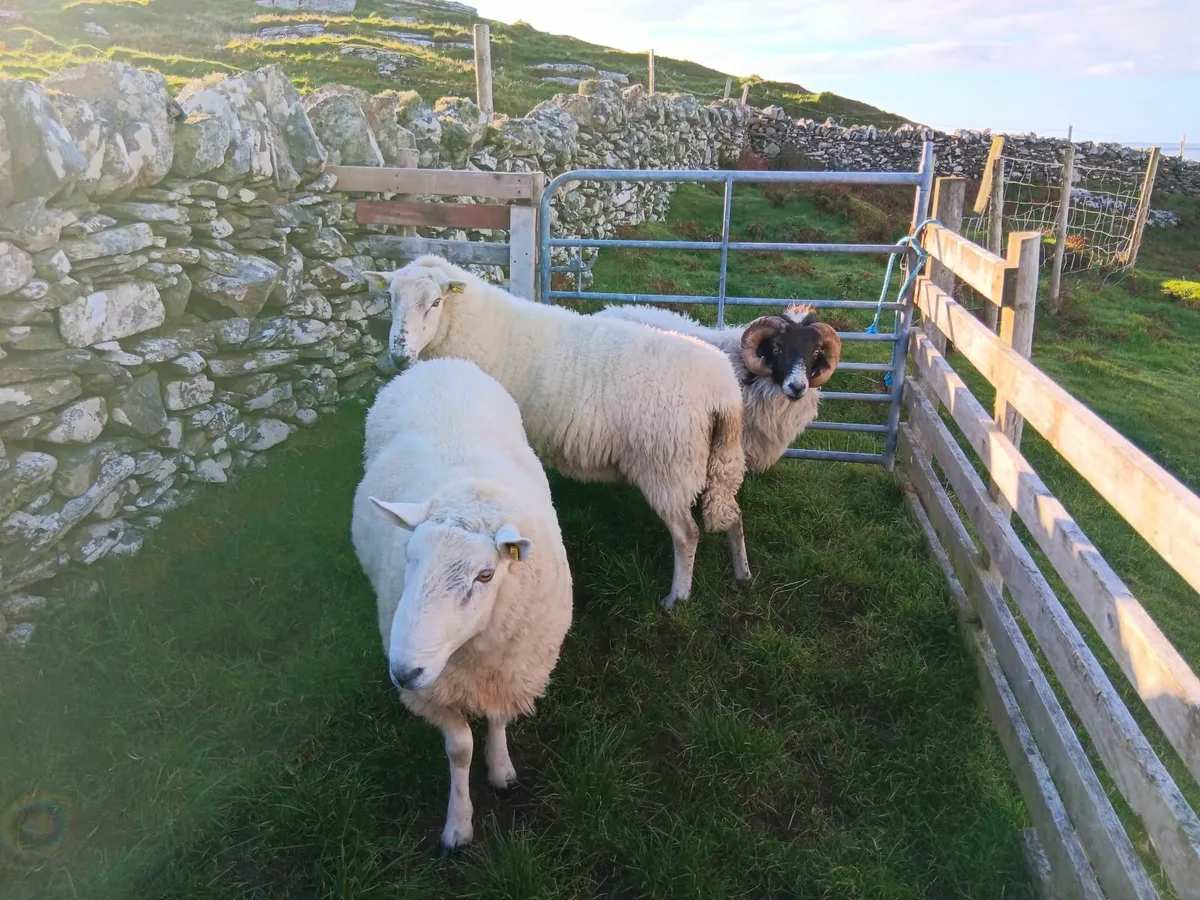 Sheep - Image 3