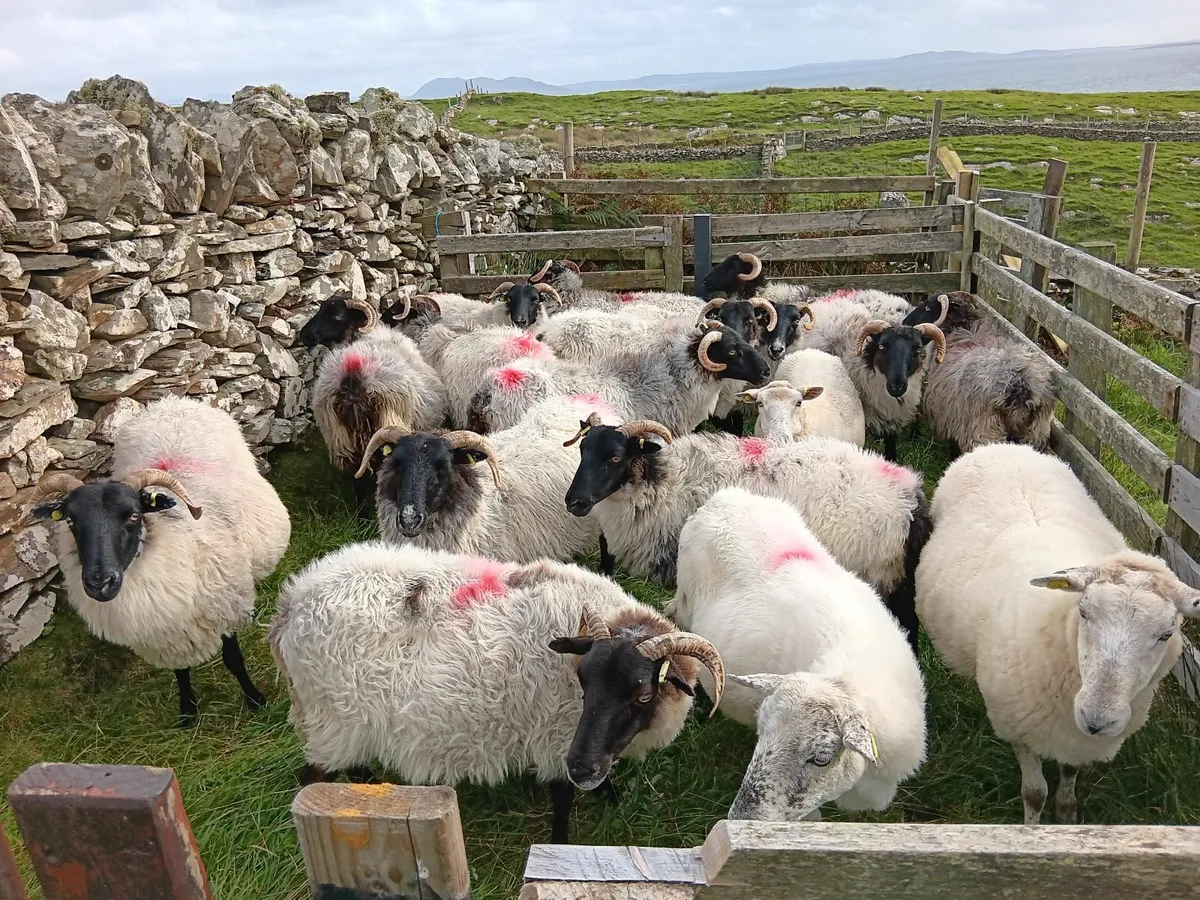 Sheep - Image 4