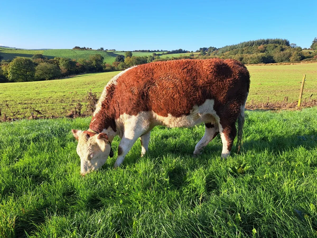 Angus and Hereford heifers - Image 2