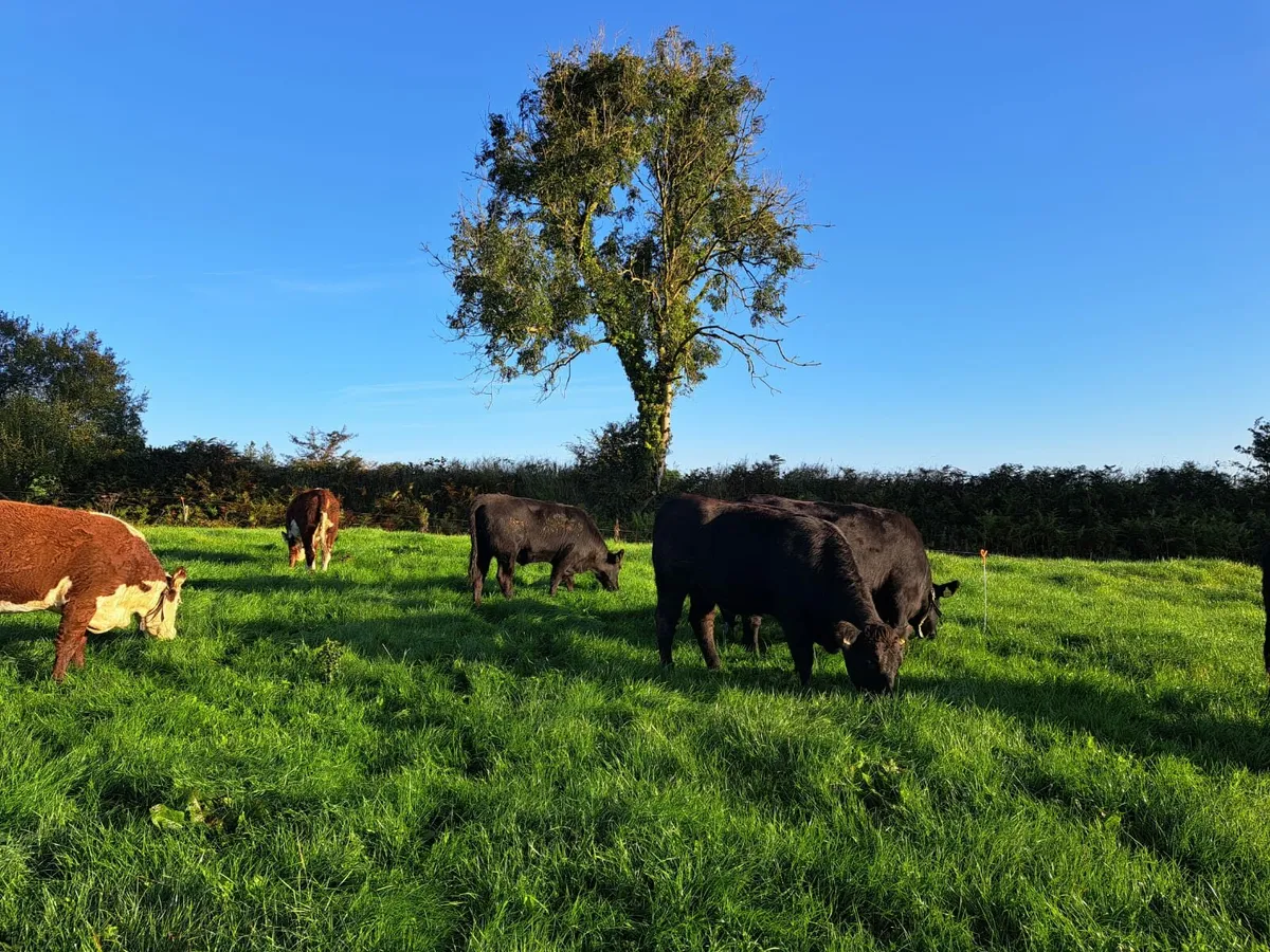 Angus and Hereford heifers - Image 3