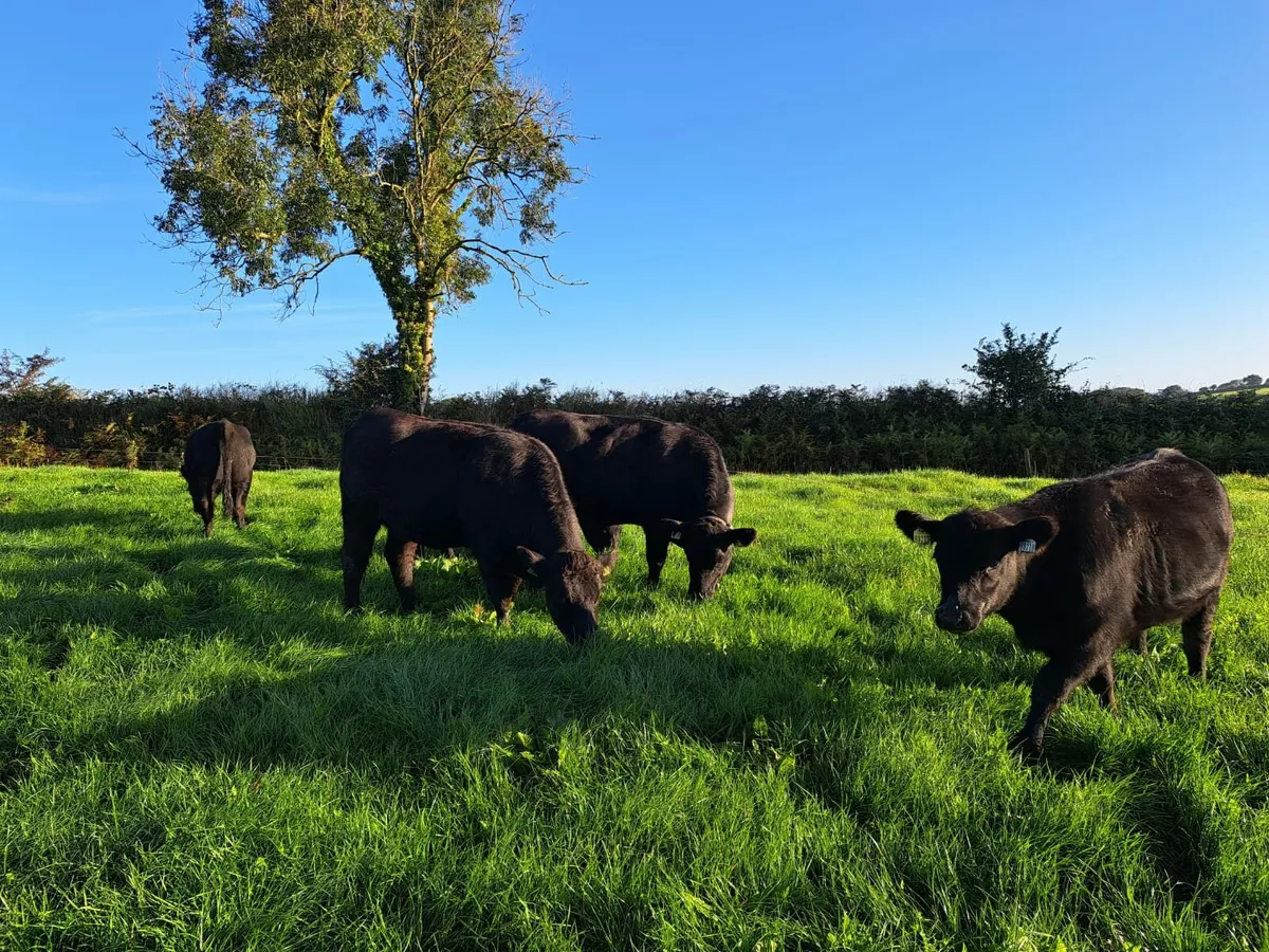 Angus and Hereford heifers - Image 4