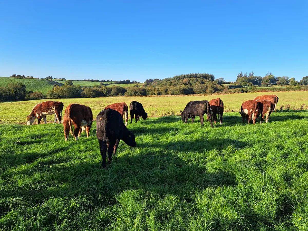 Angus and Hereford heifers - Image 1