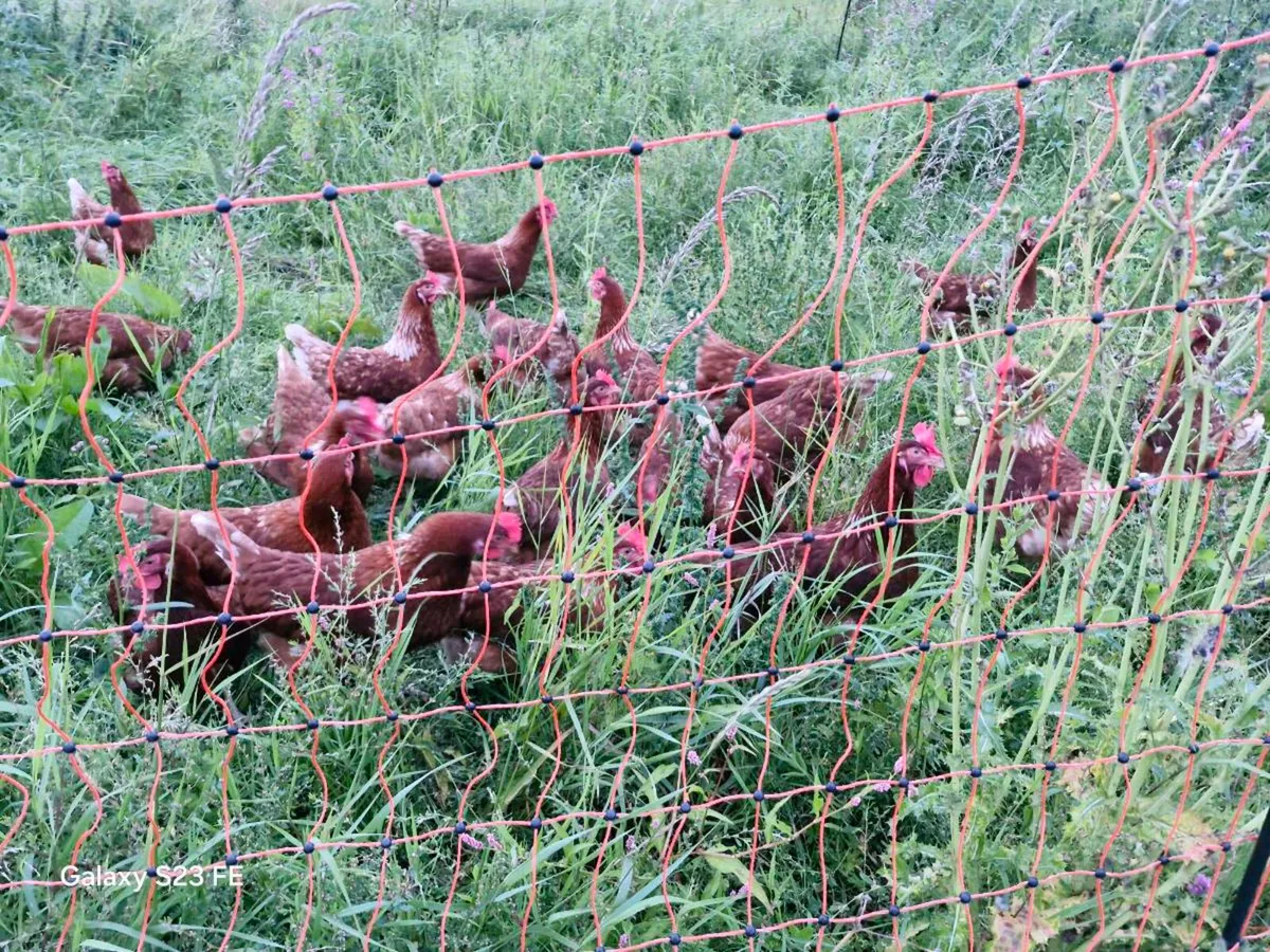 Hens