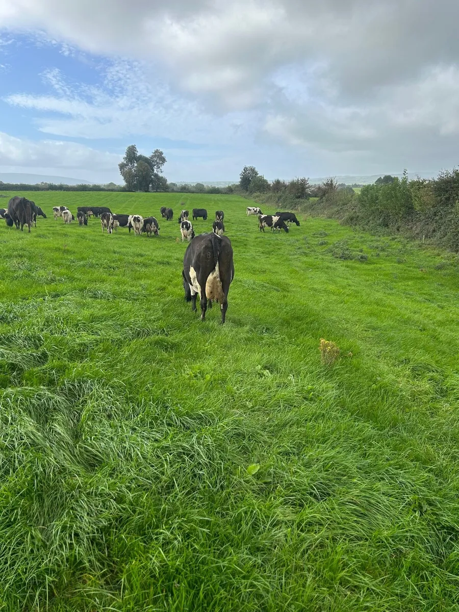 Young empty cows - Image 1