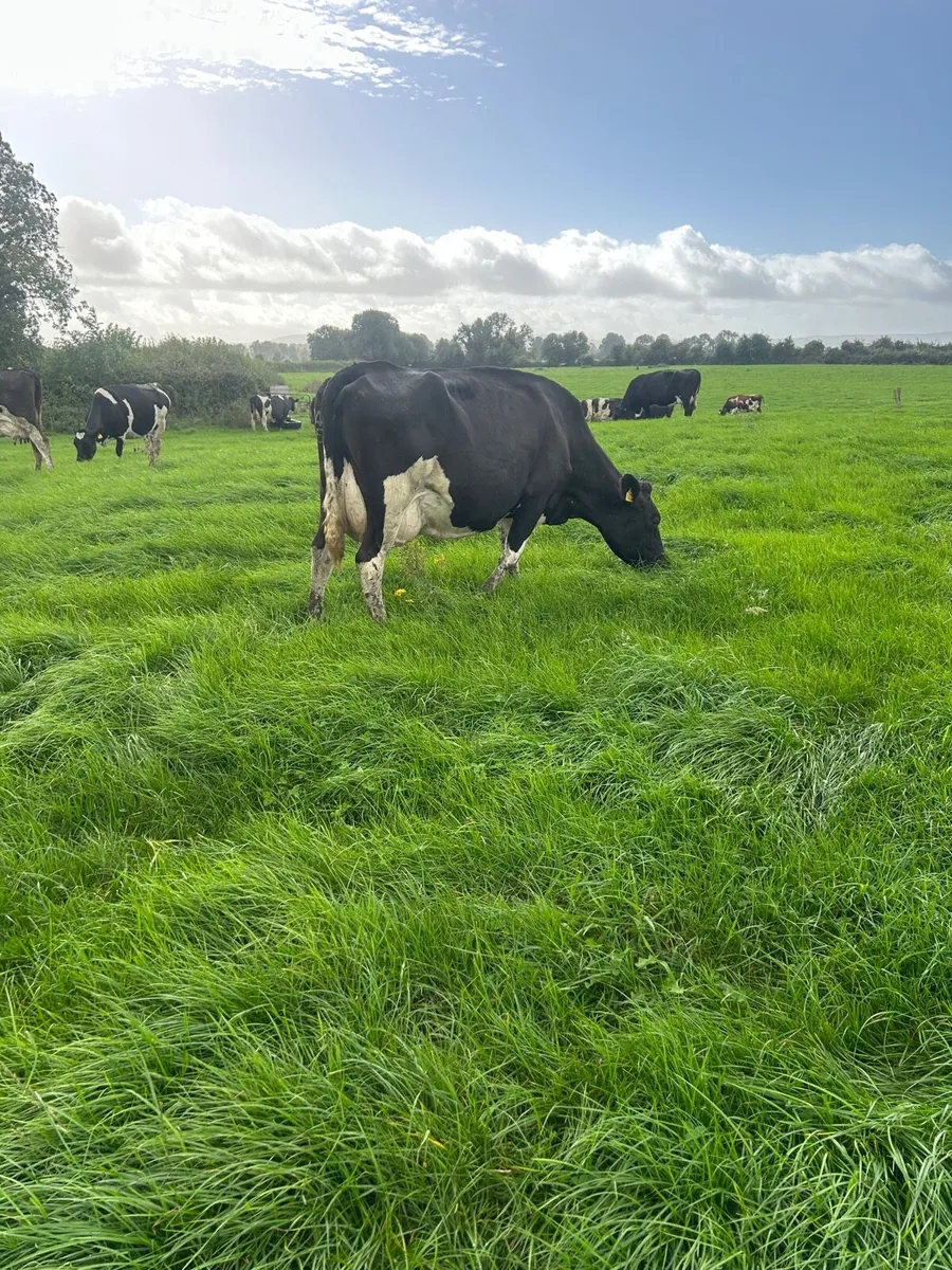 Young empty cows - Image 2