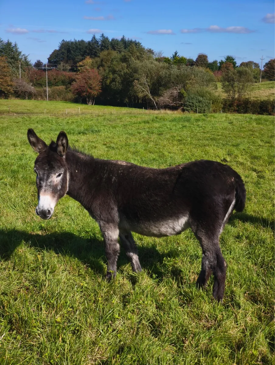 Donkeys 300 for the two - Image 2