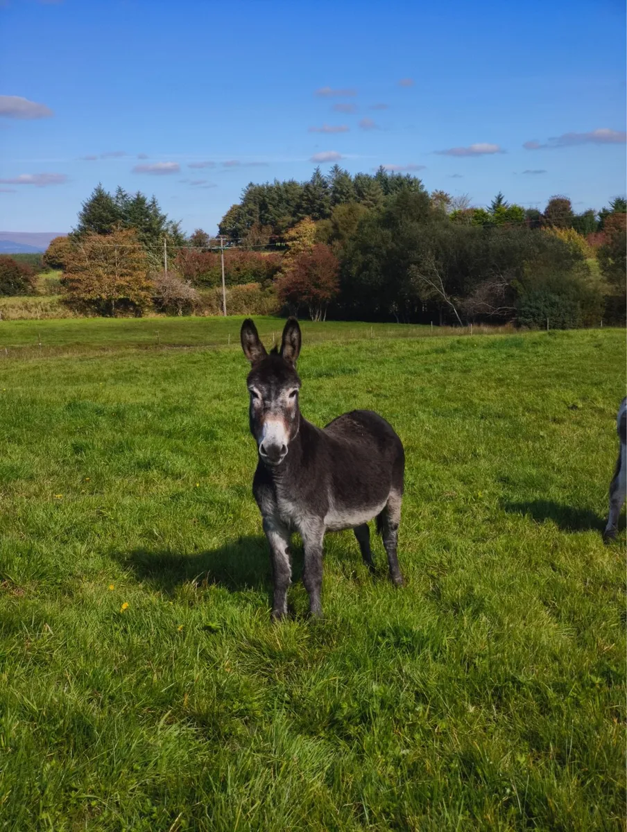 Donkeys 300 for the two - Image 1