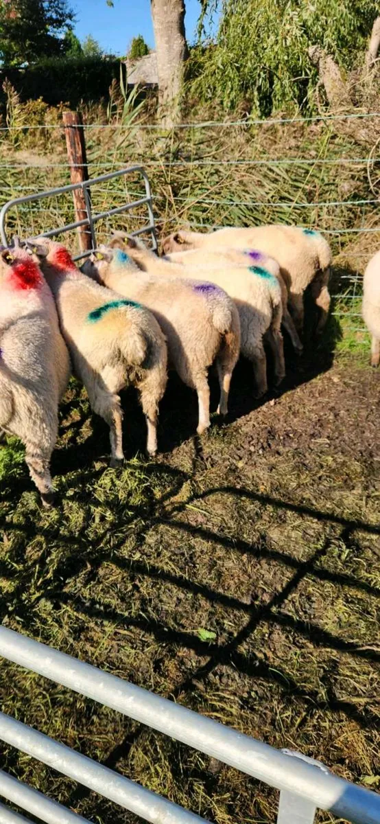 Ewe lamb's - Image 2