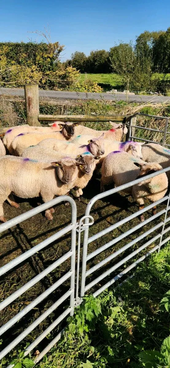 Ewe lamb's - Image 1