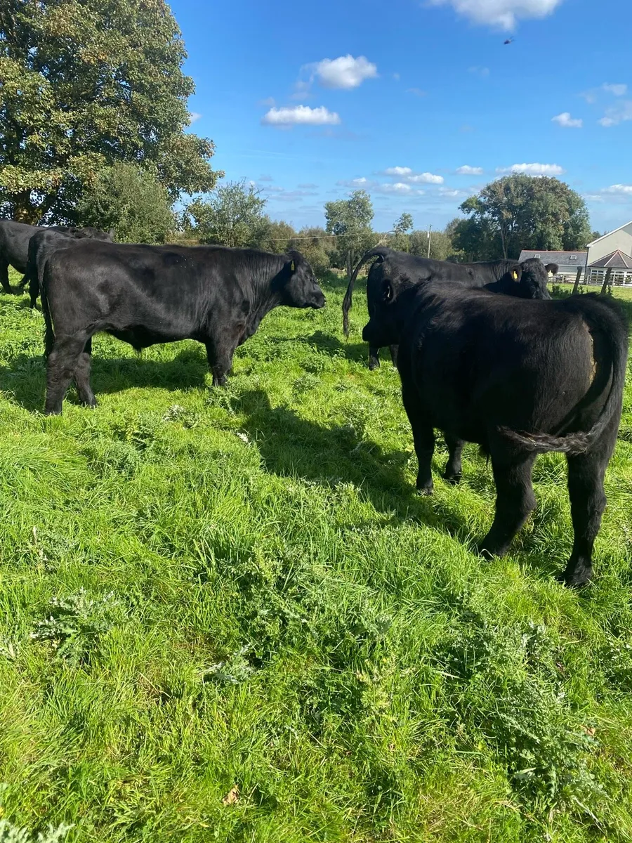 7 Organic AAX Bullocks - Image 2