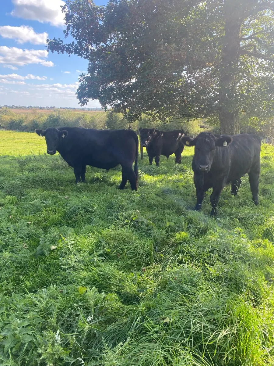 7 Organic AAX Bullocks - Image 3