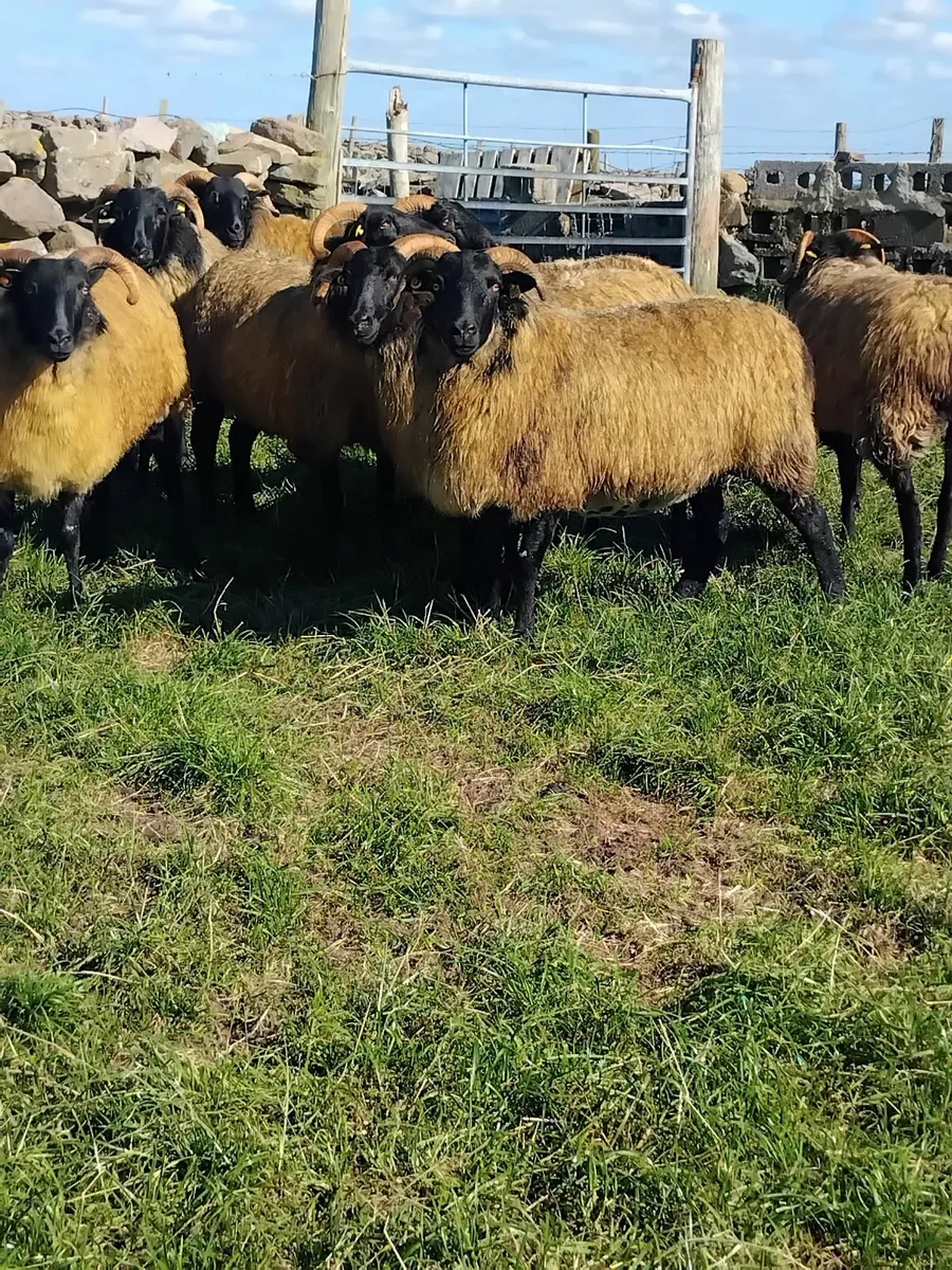 Super ewe hoggets Ballinrobe mart Saturday the27th - Image 4