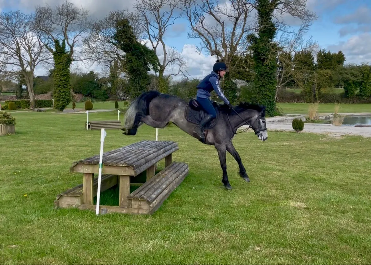 4yr/o Connemara Gelding - Image 1