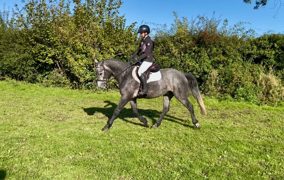 4yr/o Connemara Gelding - Image 2
