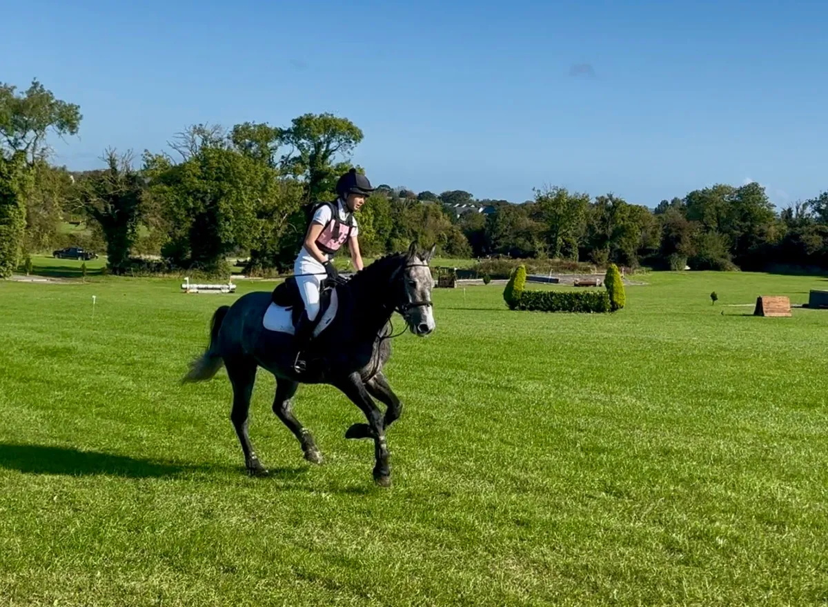 4yr/o Connemara Gelding - Image 3