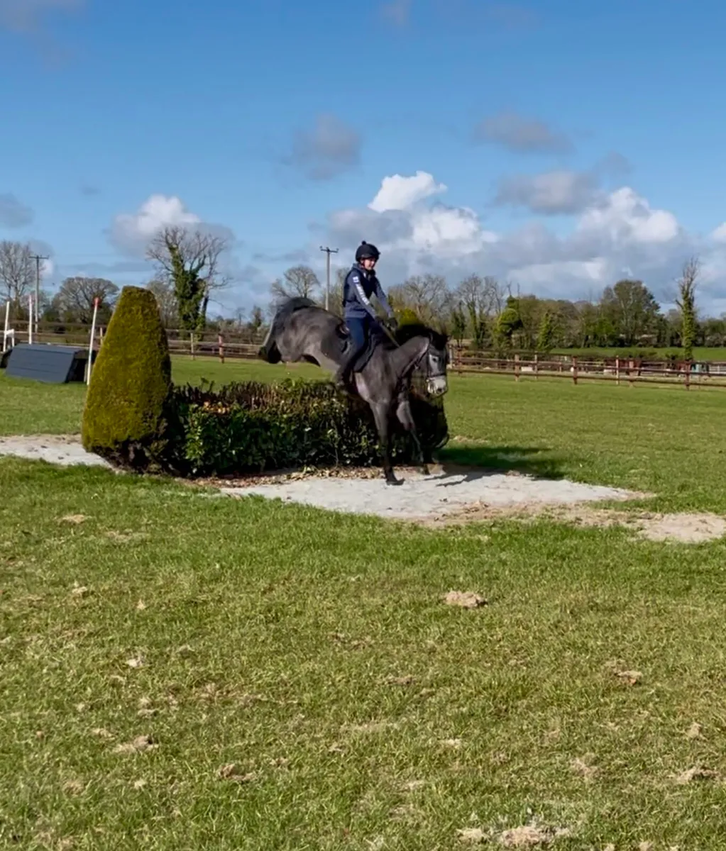 4yr/o Connemara Gelding - Image 4