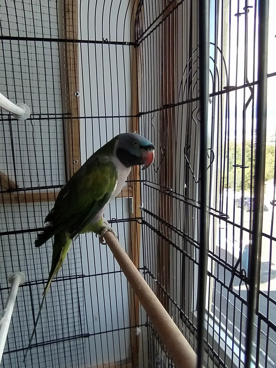 Derbian Parrot - Image 1