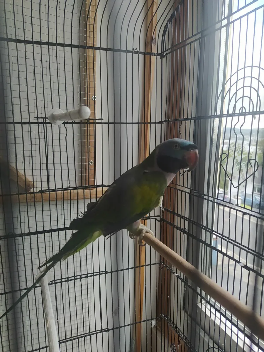 Derbian Parrot - Image 2