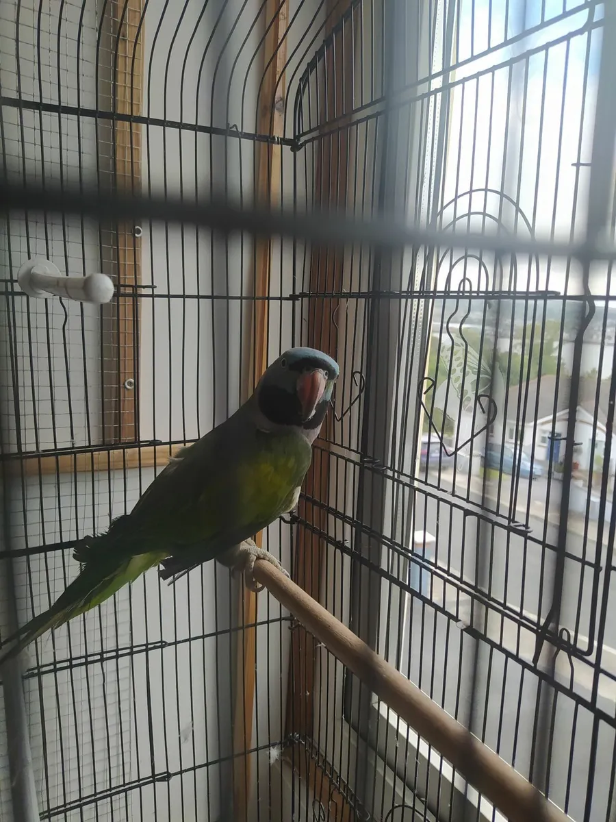 Derbian Parrot - Image 3