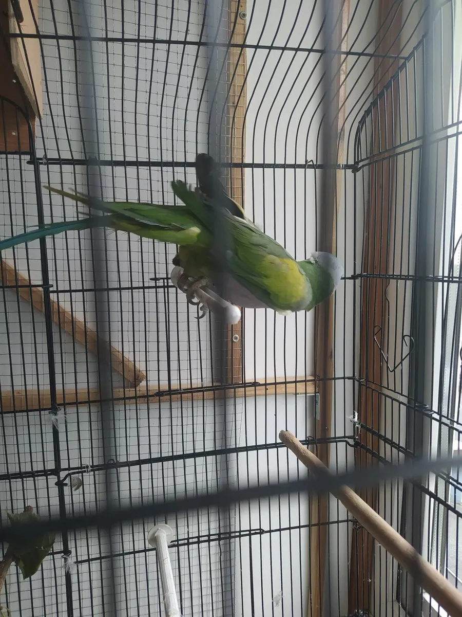 Derbian Parrot - Image 4