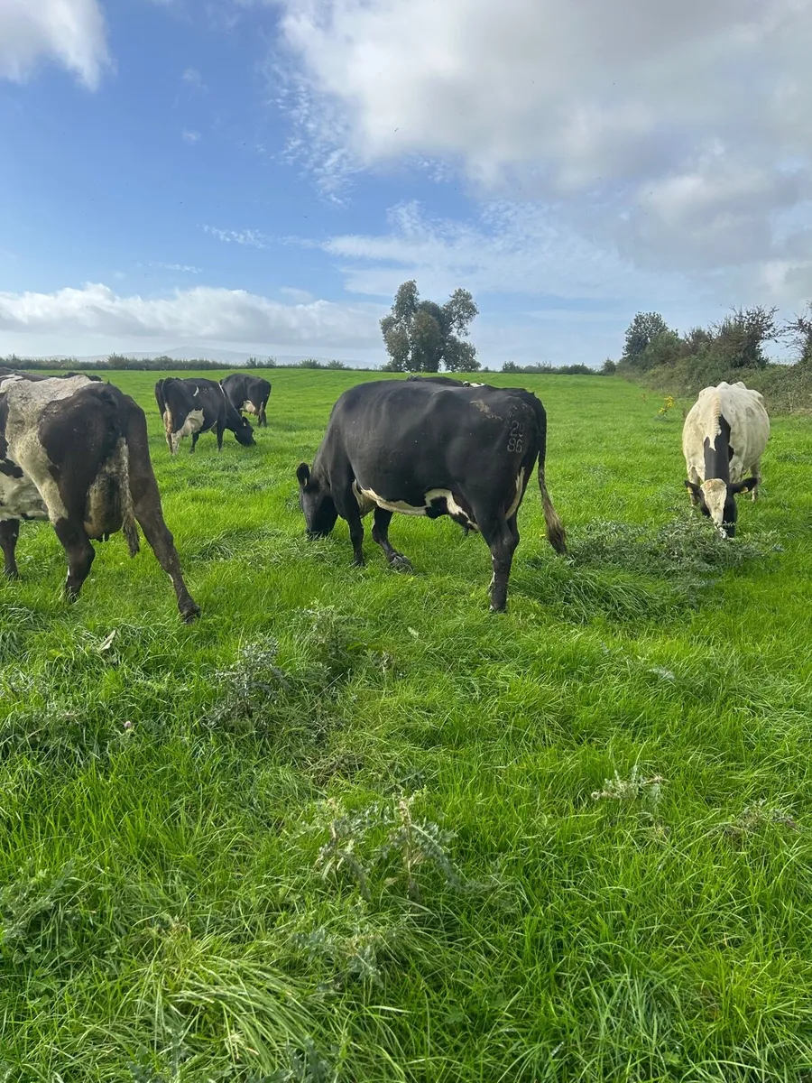 Young empty cows - Image 3