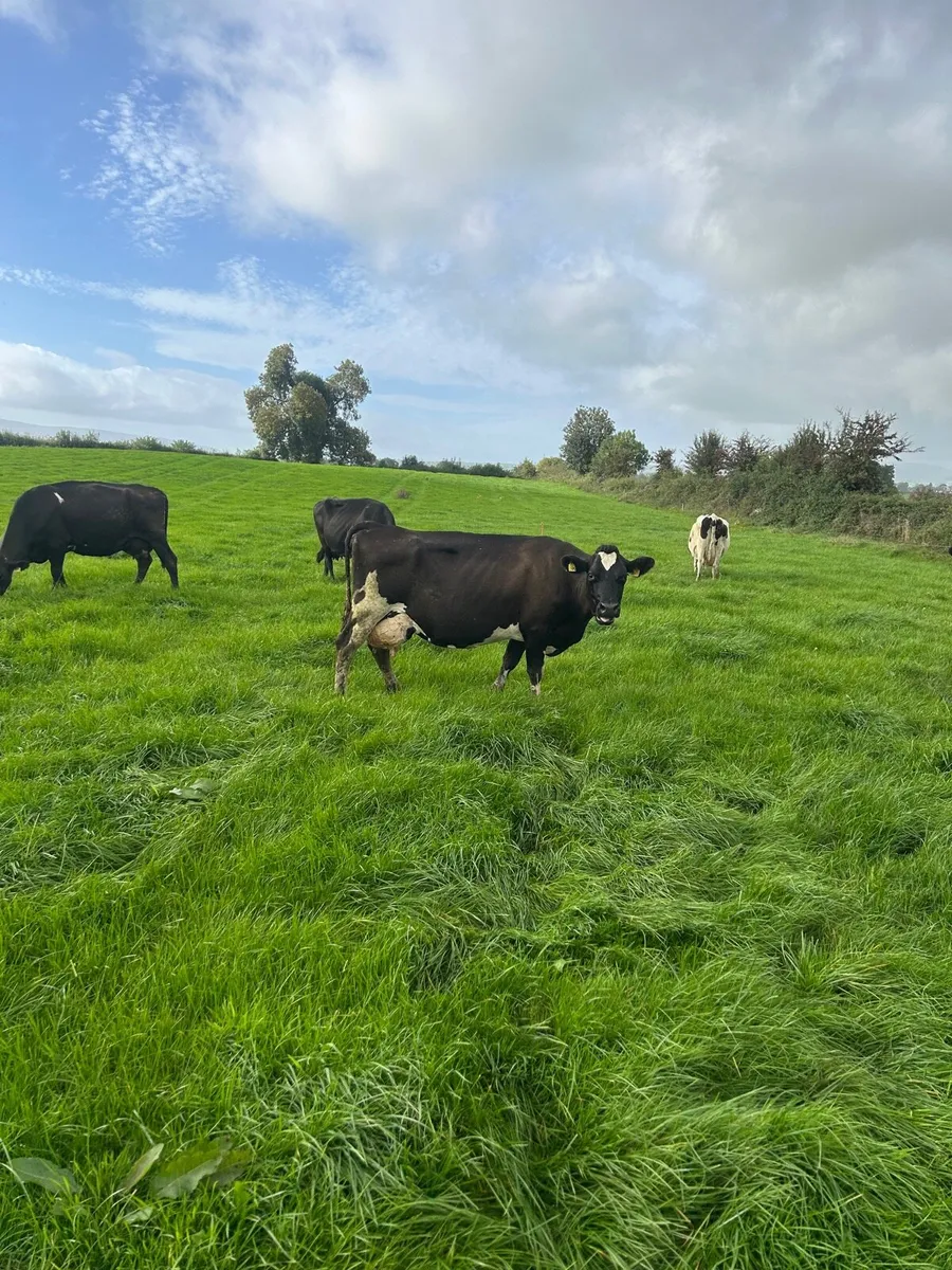 Young empty cows - Image 4