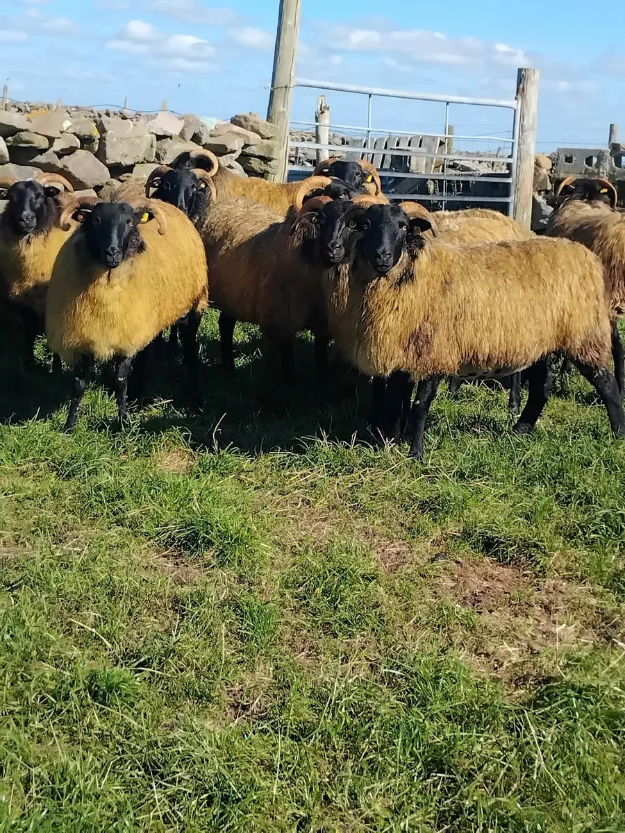 Super ewe hoggets Ballinrobe mart Saturday the27th - Image 1