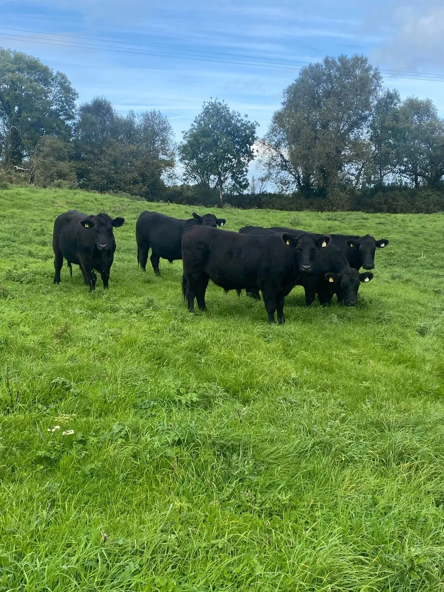 7 Organic AAX Bullocks - Image 1